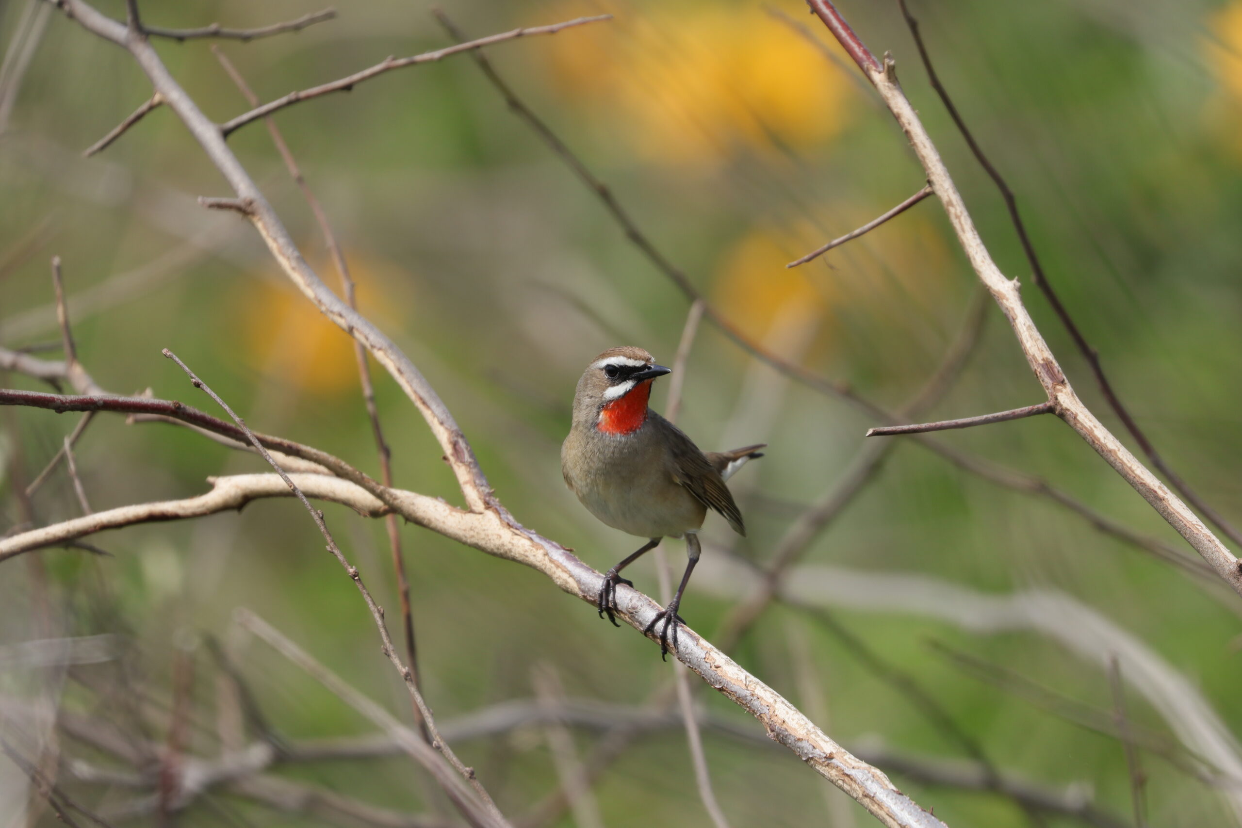 【ノゴマ・ホオアカ・ノビタキ！】はまなすの丘公園は、草原性の野鳥で花盛り！のアイキャッチ画像