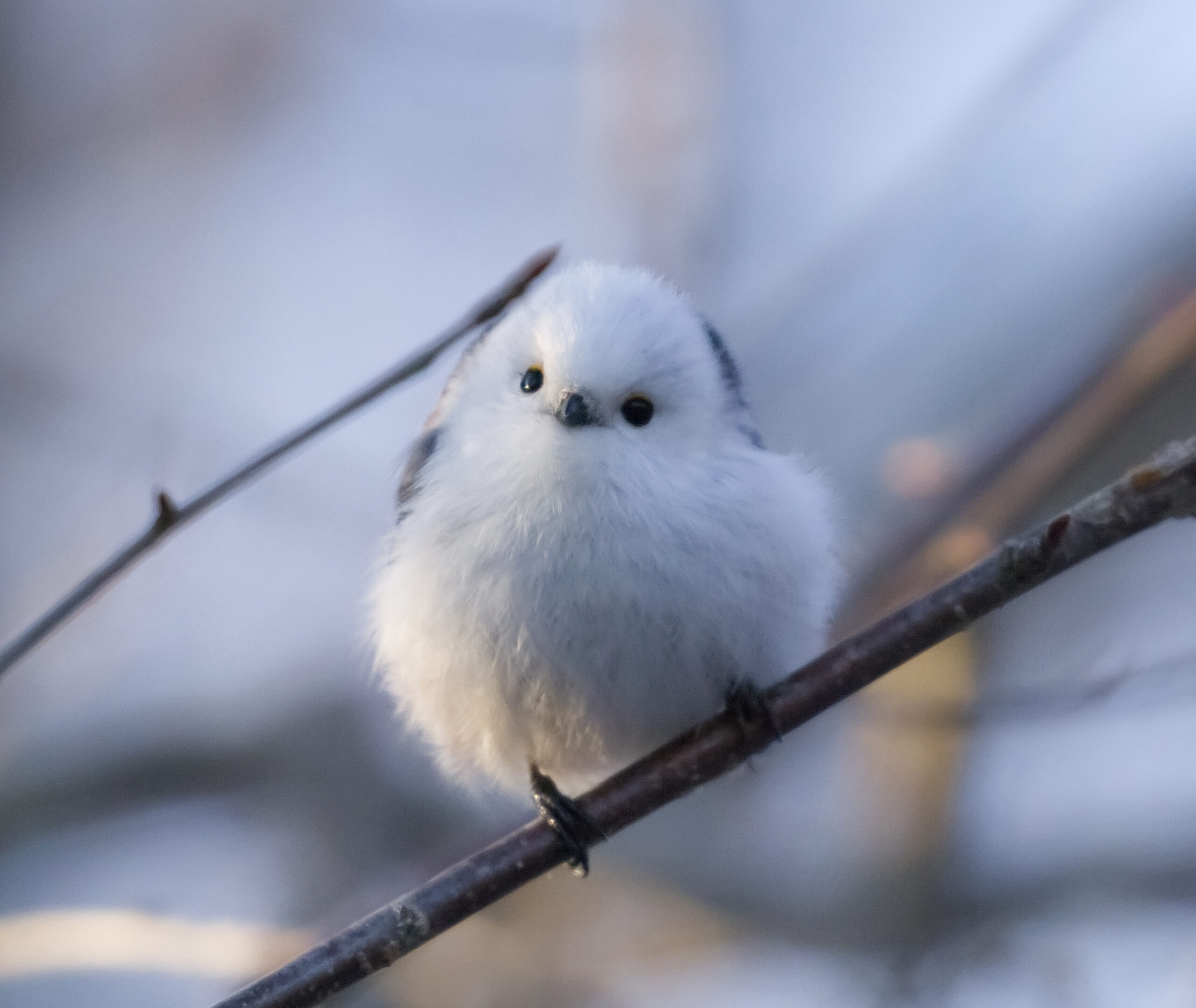 シマエナガのオルゴナイト シマエナガのオルゴナイト
