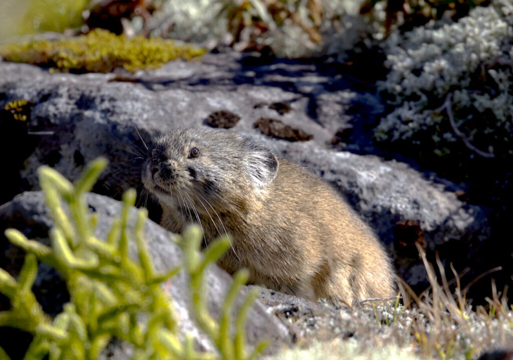 エゾナキウサギの写真