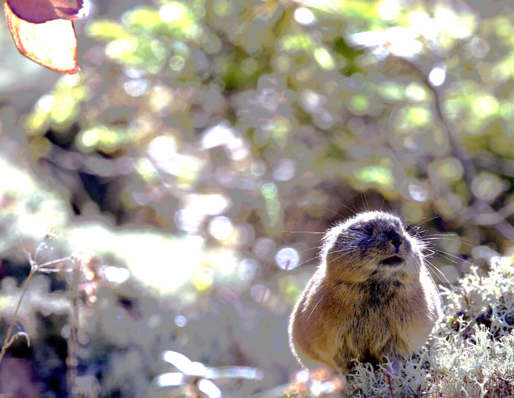 エゾナキウサギの写真