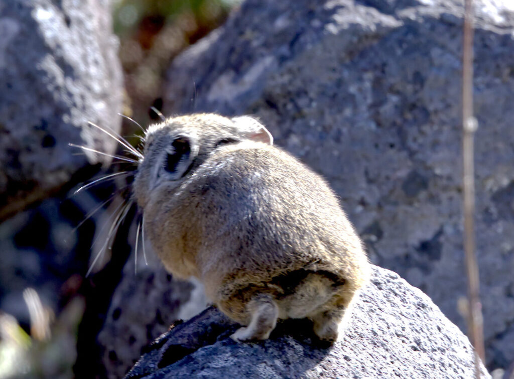 ナキウサギの後ろ姿の写真