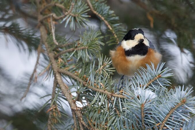 ヤマガラの写真
