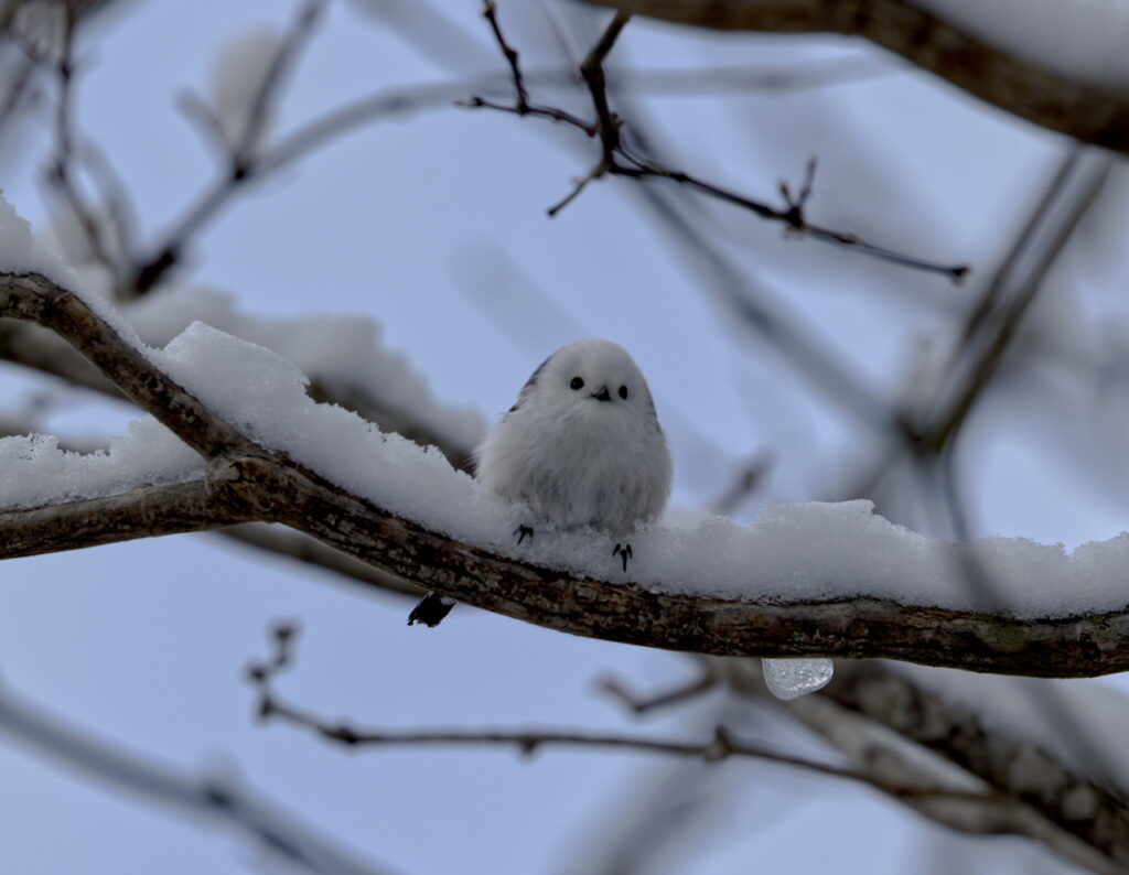 シマエナガの写真