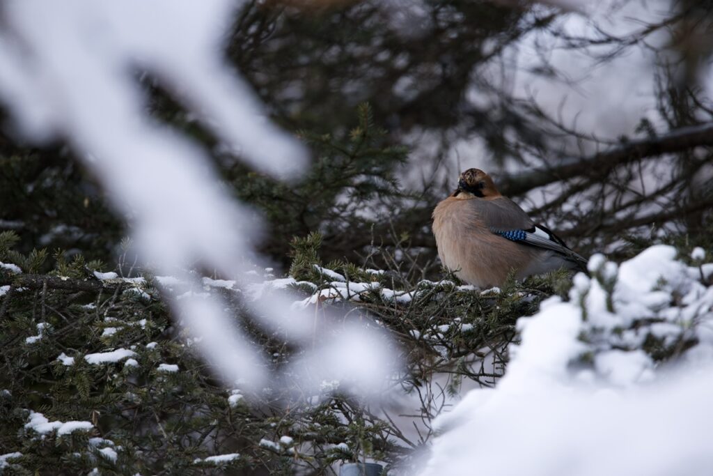 ミヤマカケスの写真