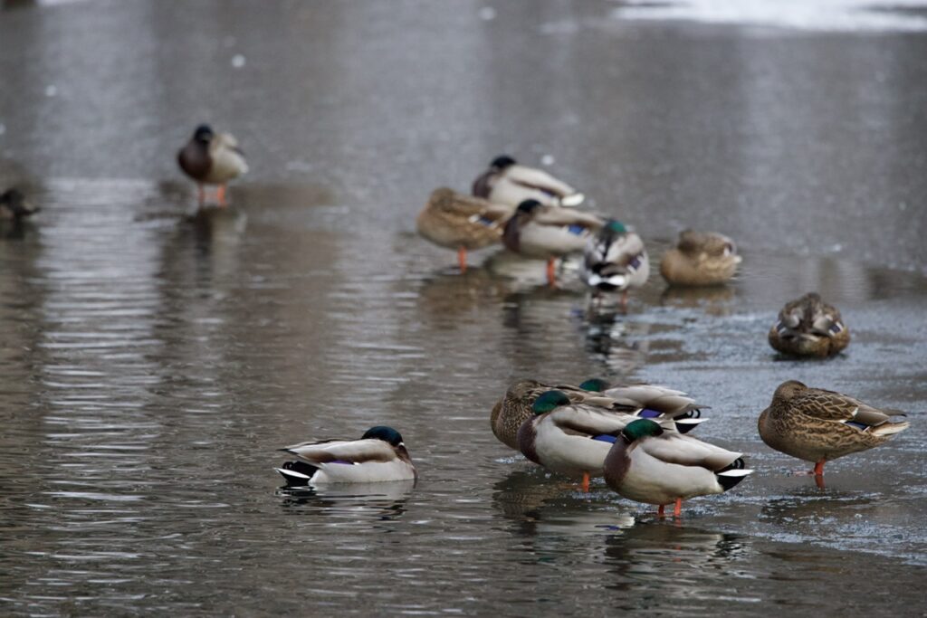 マガモの群れの写真