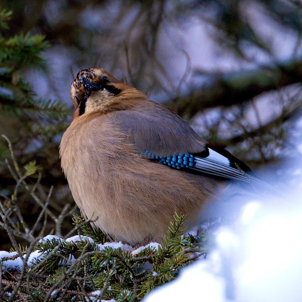 ミヤマカケスのアップ写真