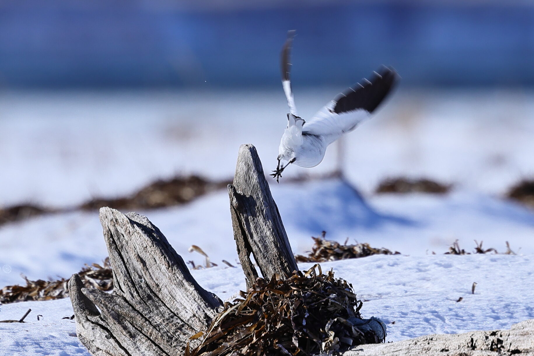 ユキホオジロの写真
