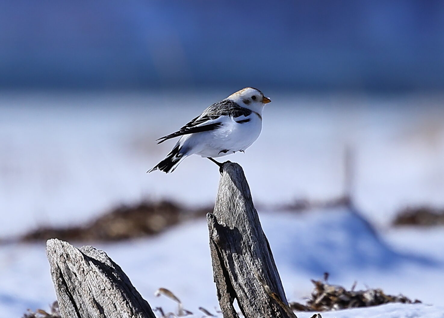 ユキホオジロの写真
