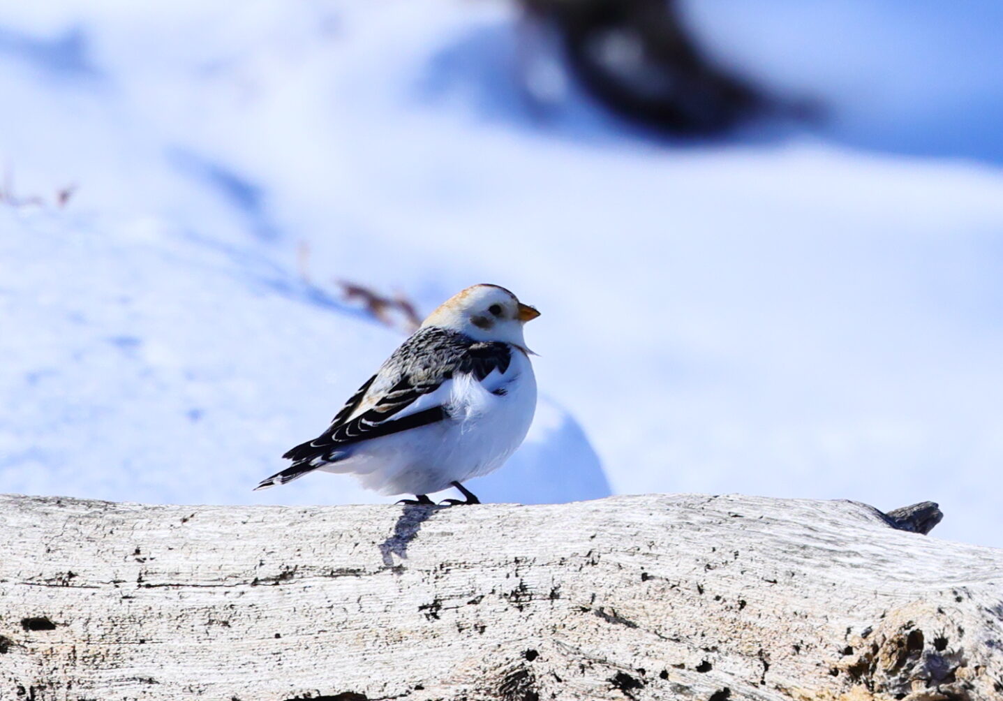 ユキホオジロの写真