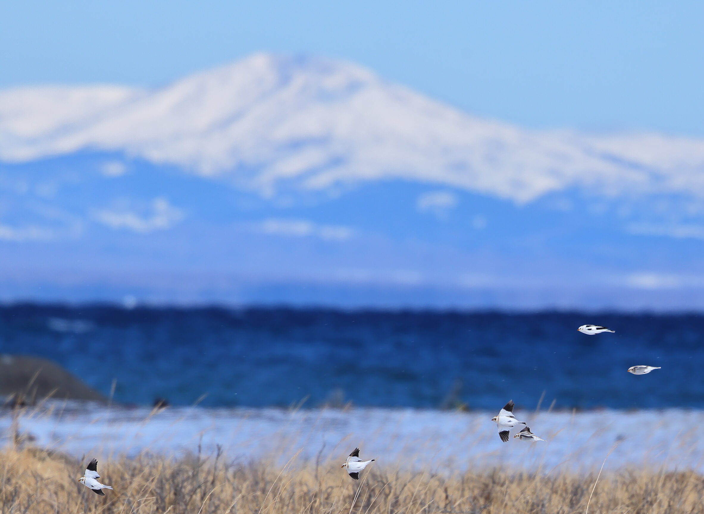 国後島をバックに飛ぶ、ユキホオジロの群れ