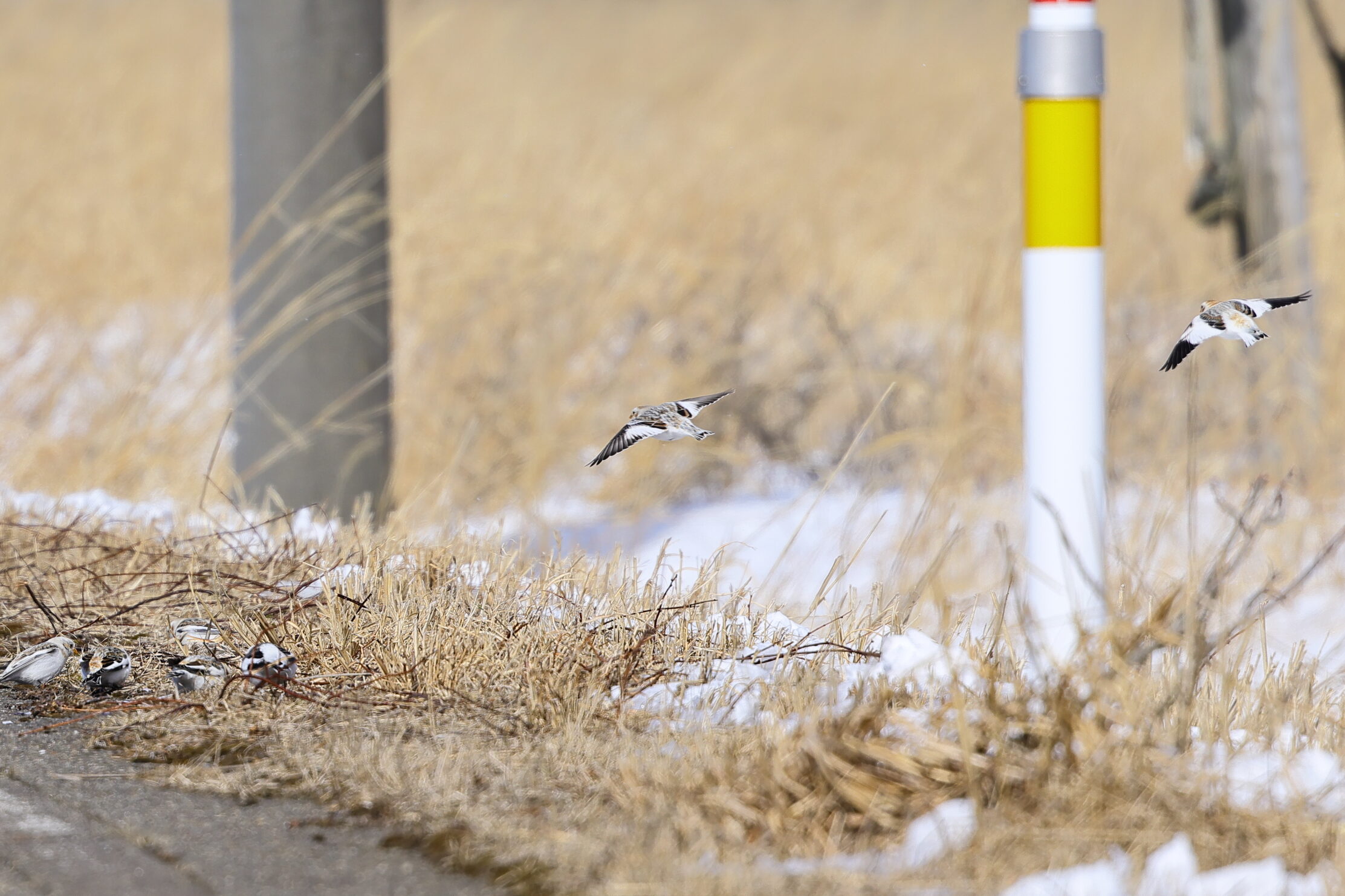飛び立つユキホオジロの小さい群れの写真