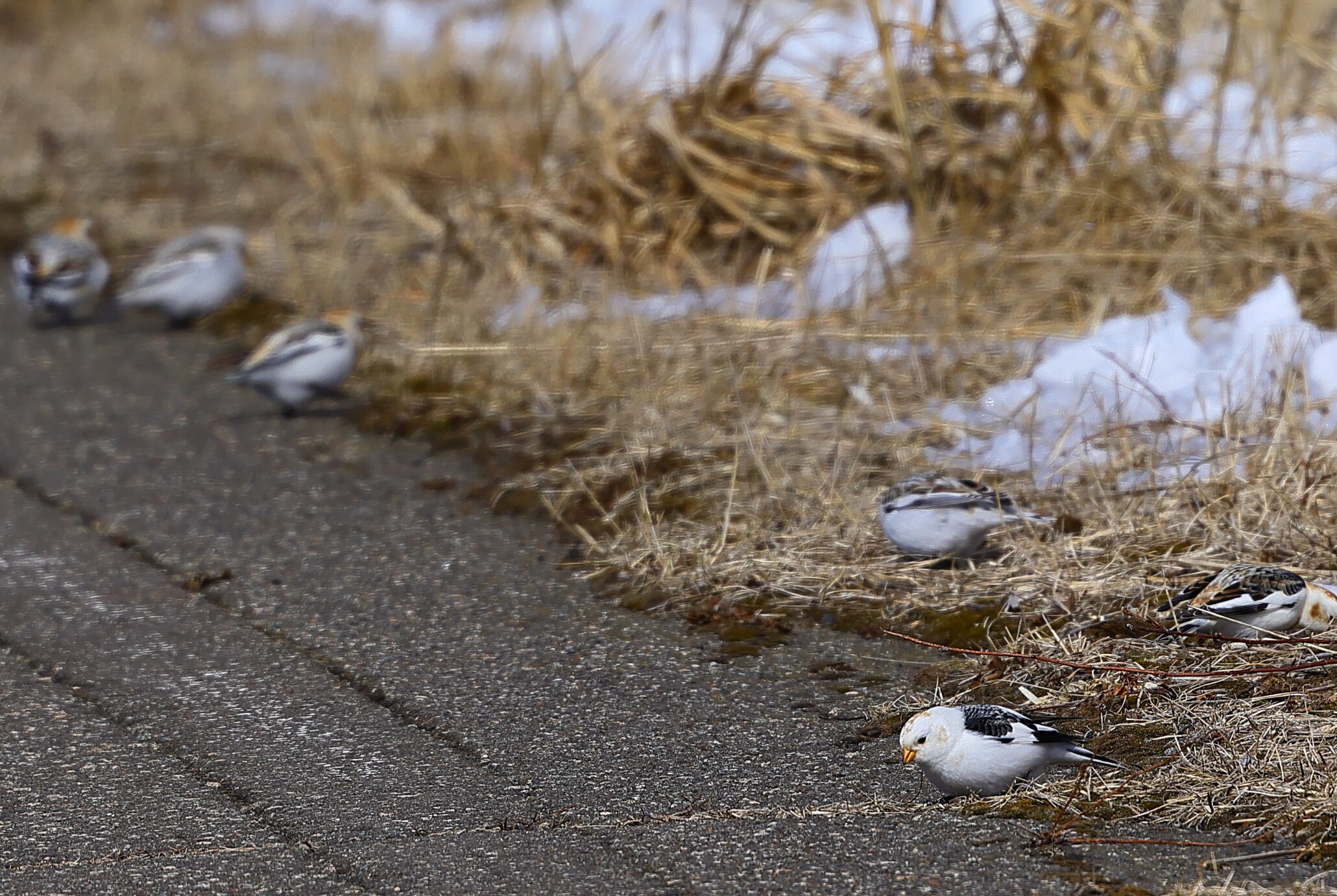 道端で餌を食べているユキホオジロの写真