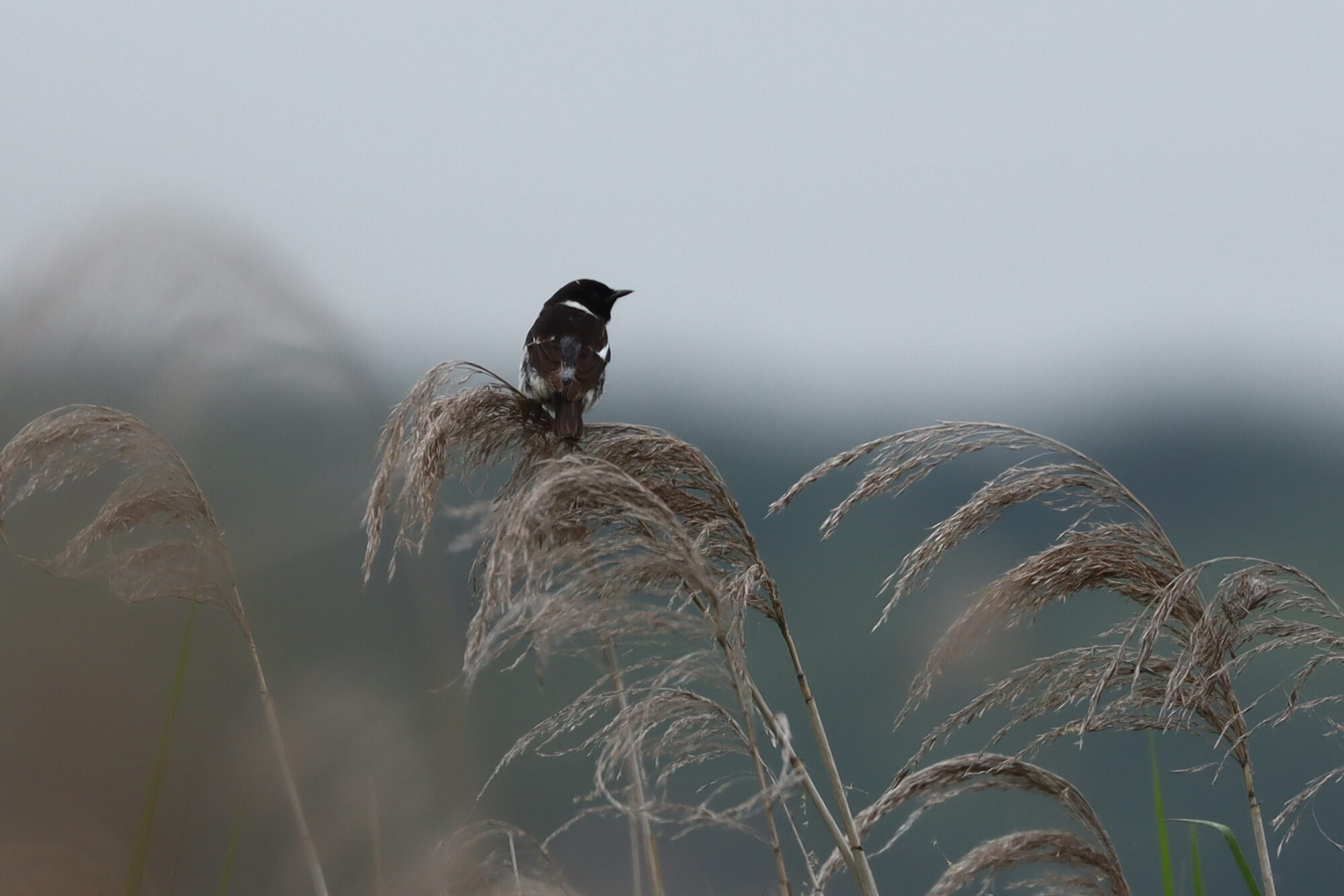 ノビタキの後ろ姿の写真