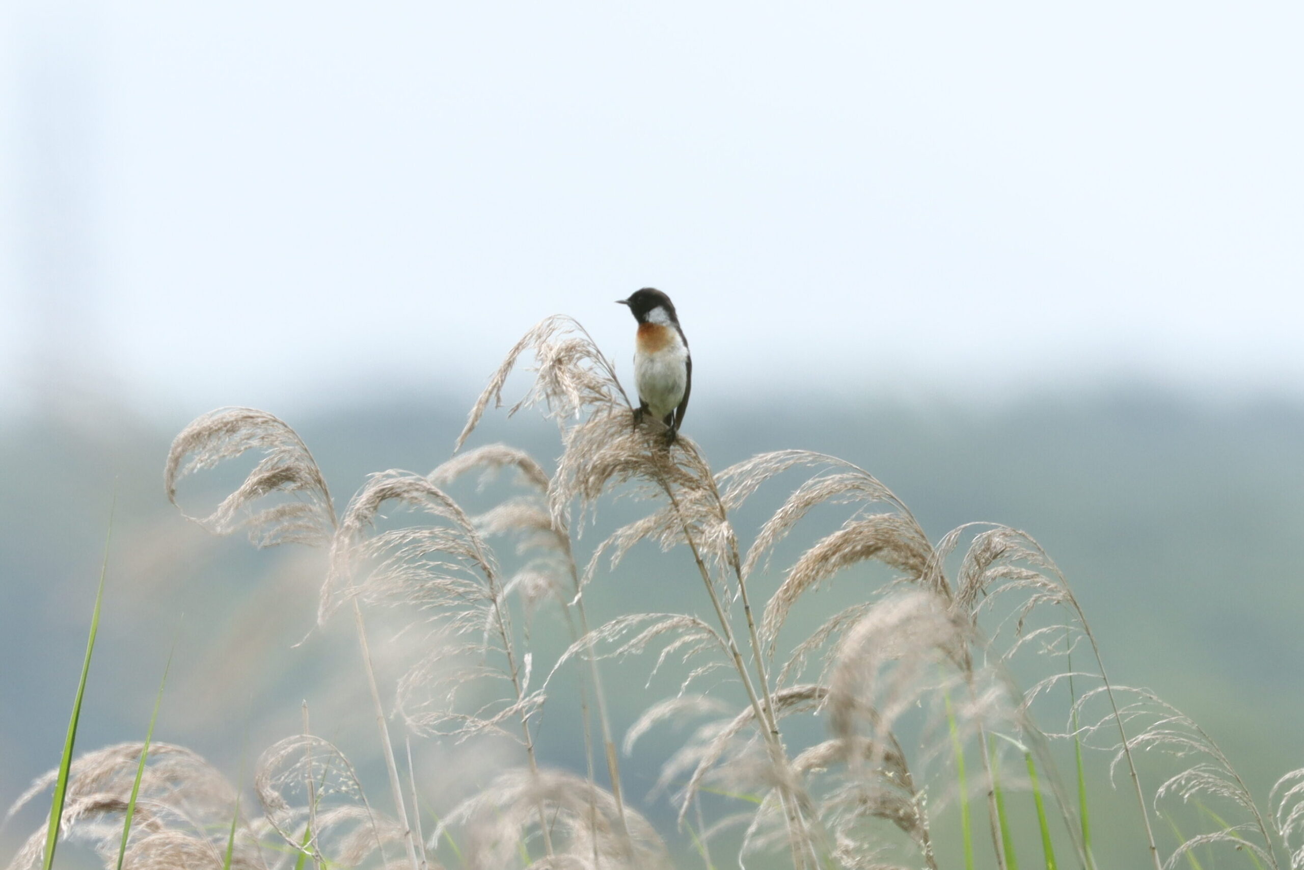 ノビタキの写真