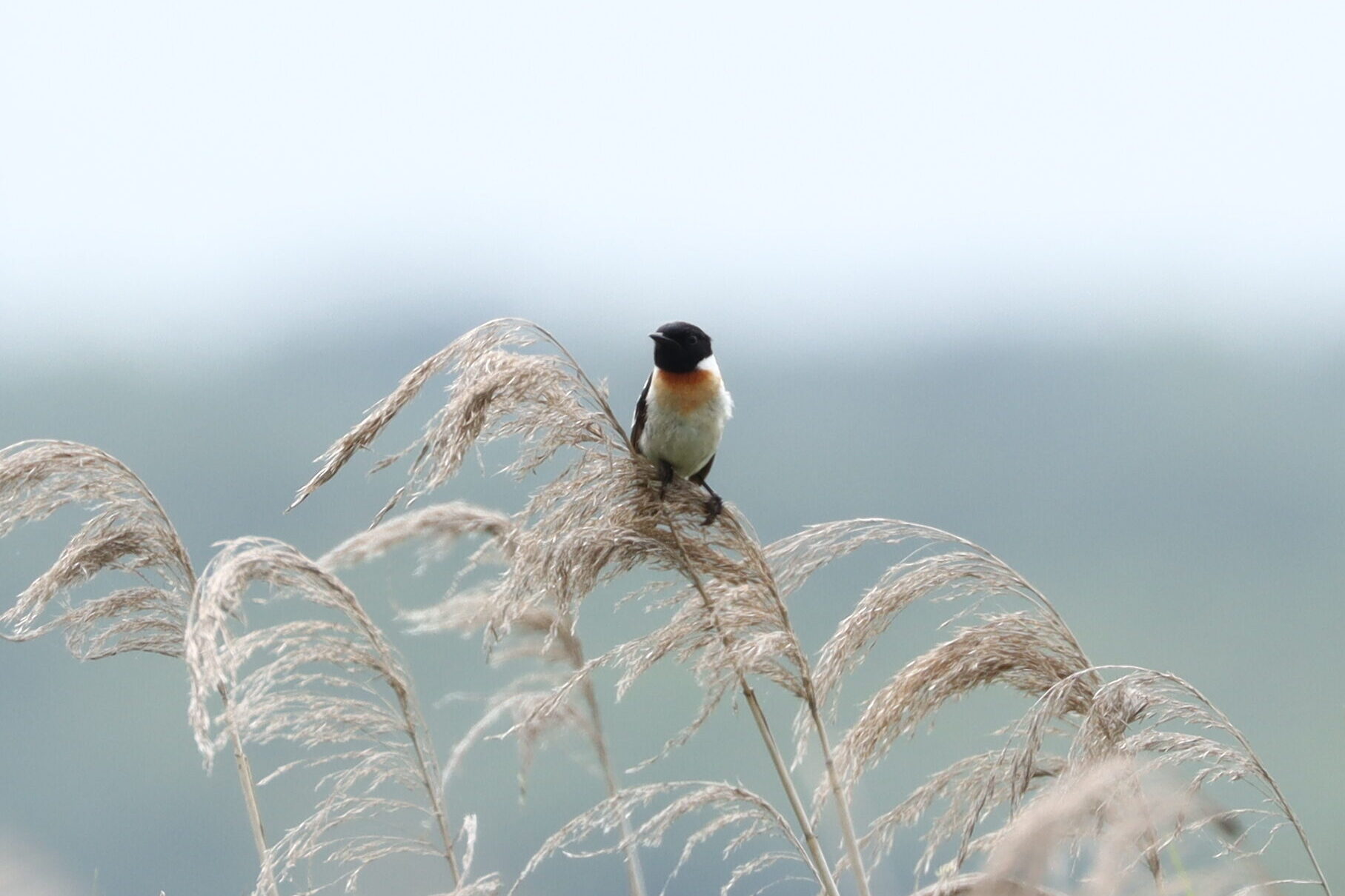 ノビタキの写真