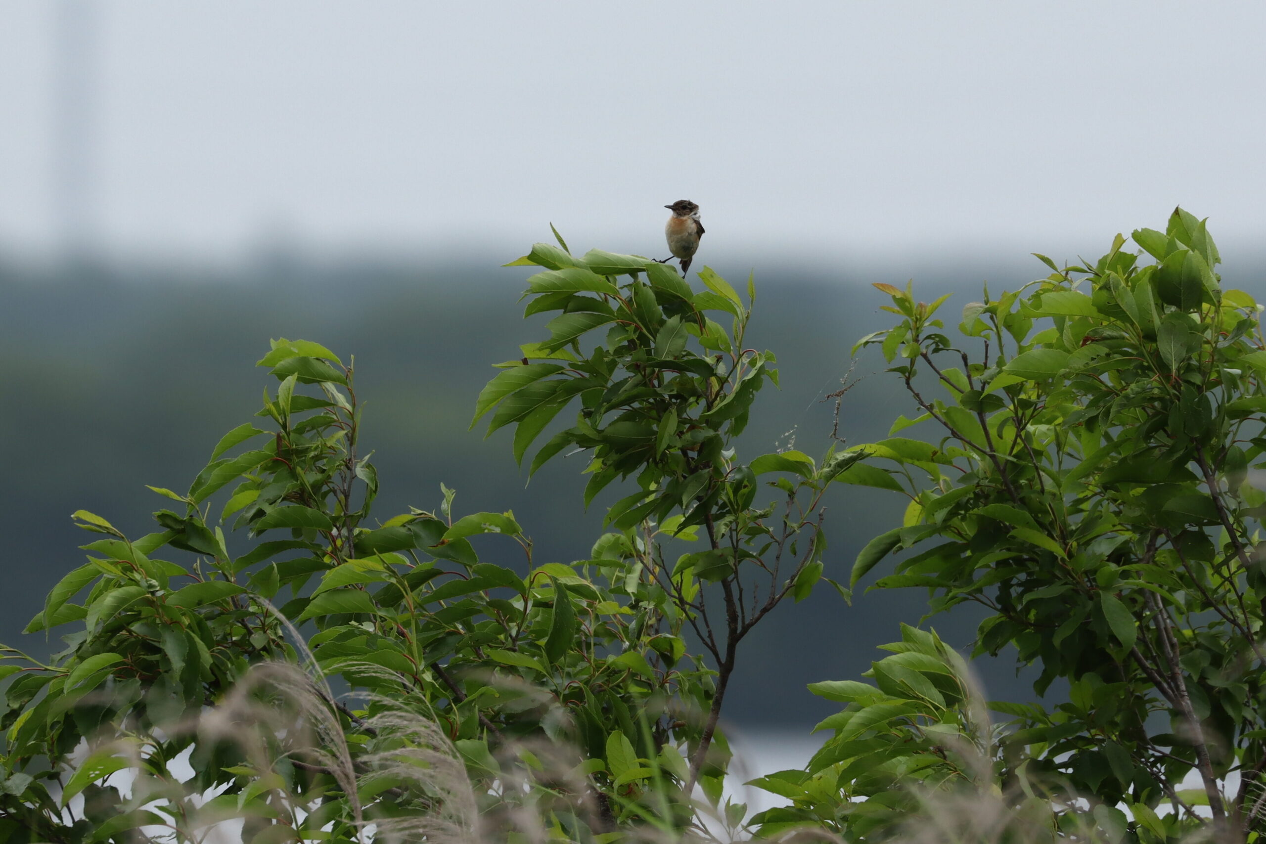 木のてっぺんに止まるノビタキの写真