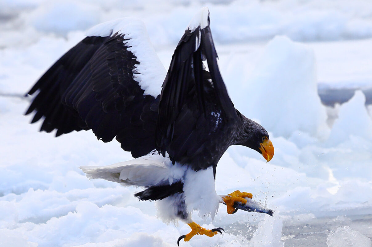 魚を足で掴む大鷲の写真