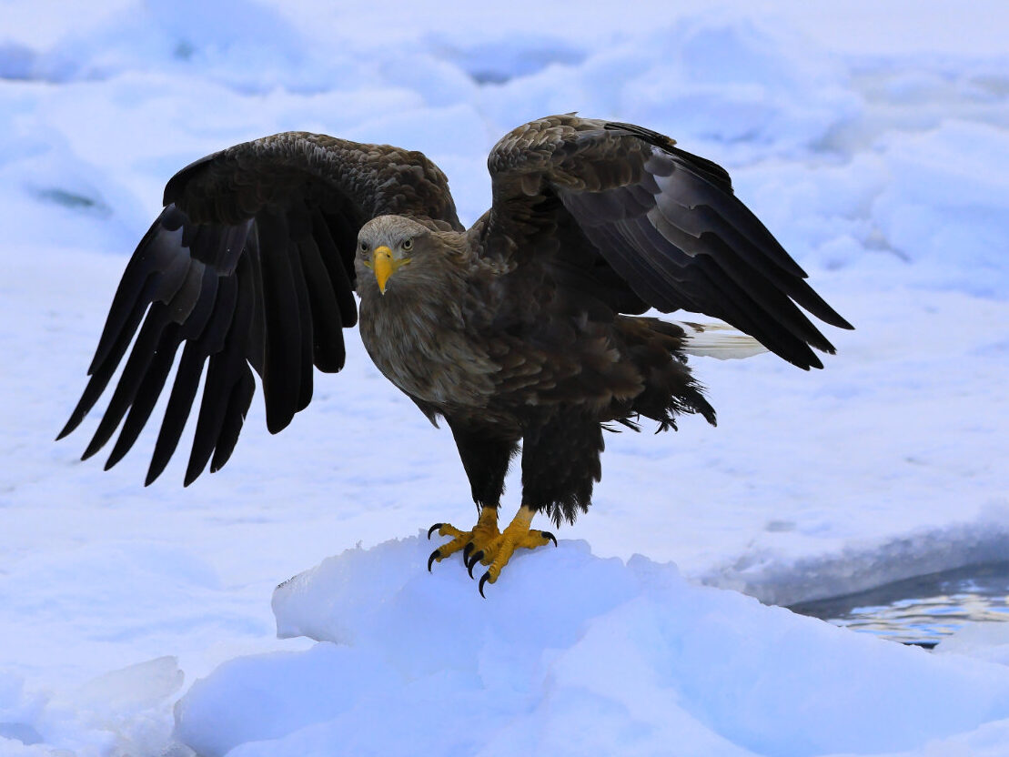 羽を広げるオジロワシの写真