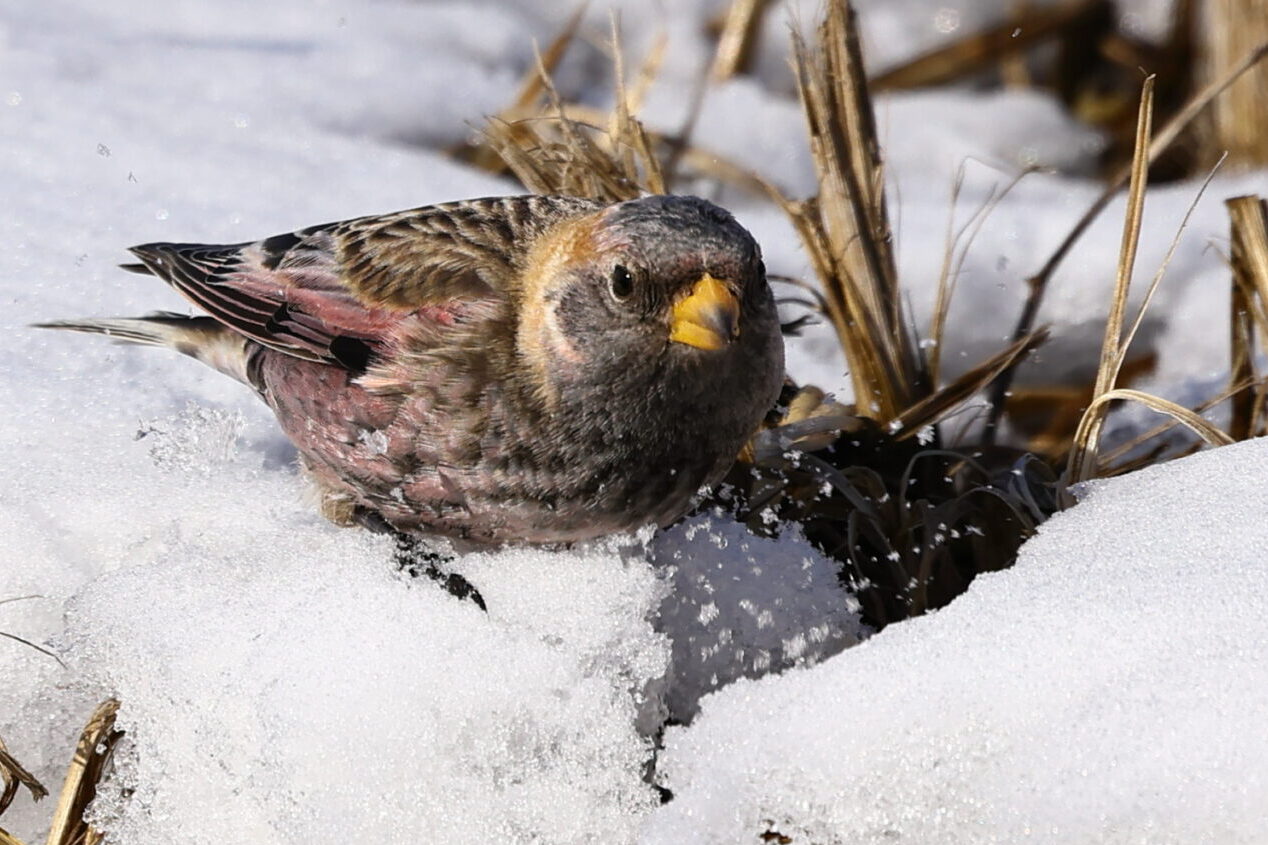 ハギマシコが雪を突いている写真
